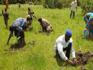 Farmers-planting-seedlings-300x225