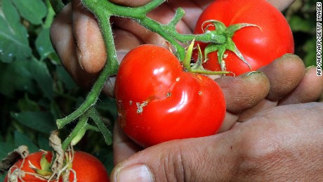 tmp_17155-160525120104-tomato-tuta-absoluta-large-169-80628329