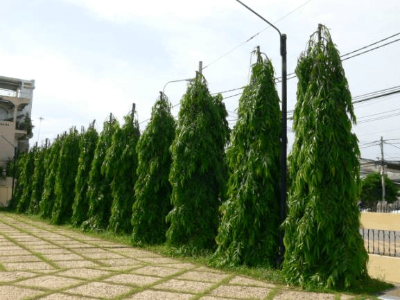 Polyalthia Longifolia - Temple Pillar 13
