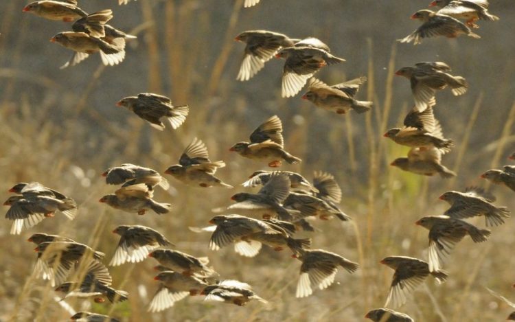 quelea-bird-1024x641