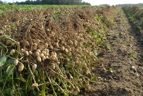20091103-peanutfarming3